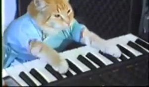 Keyboard Cat