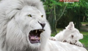 Lions blancs et mini-ferme au zoo d'Amnéville : la diversité du monde animal