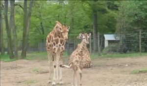 Le bébé girafe du Safari de Peaugres hors de danger