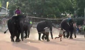 Au Sri Lanka, la nouvelle année se fête avec des courses d'animaux