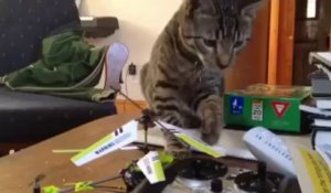 Rencontre entre un chat et un hélico télécommandé