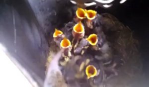 Un nid d'oiseaux plein de bébés dans un cendrier....trop mignon!