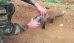 Un Bébé renard coincé dans un bocal!