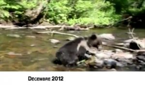 Les gendarmes à la recherche d'une ourse échappée de la réserve de Sigean