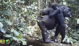 Les gorilles de Bambidie Part IX
