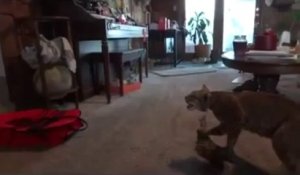 L'effet d'un lynx empaillé sur les chats