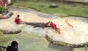 Un alligator mange la tête de son dresseur.