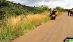 Bébé éléphant se prend pour un grand