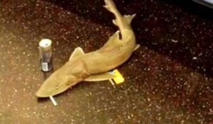 Un requin dans le métro de New York