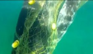 Un baleineau libéré de filets antirequins en Australie