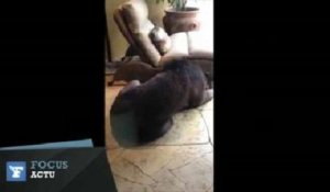 Un enfant découvre un ours endormi près de sa piscine