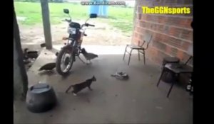 En Australie Un Chat Sacrifie Sa Vie Pour Sauver Deux Enfants D Une Attaque De Serpent Sur Orange Videos