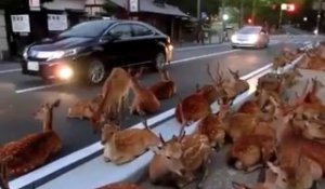 Plein de bambi en pleine rue au japon - Trop mignon!
