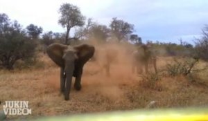 Un Elephant attque une jeep pendant un Safari.