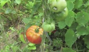 Jardinage : une astuce pour la culture des plants de tomates