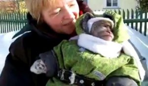 Le Singe Le Plus Petit Au Monde Ouistiti Pygmee Sur Orange Videos