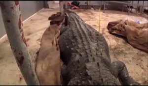Un alligator de plus de 350 kilogrammes!!! Record du monde!