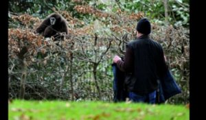 Nicolas le gibbon s'échappe du zoo de Lille