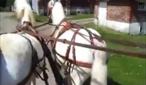 Groffliers : Un attelage de poney se prépare pour dimanche