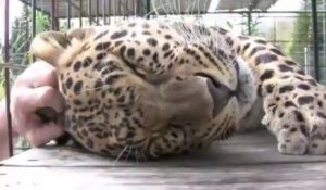 Etats Unis Un Jaguar A Ete Tue Dans De Mysterieuses Circonstances Sur Orange Videos