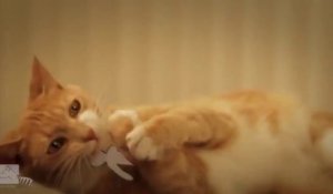 Court-metrage de Chat : Ginger Cat vs The Paper Army
