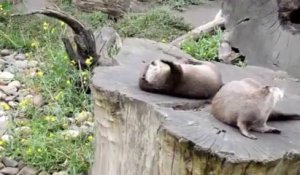 Une loutre trop mignonne jongle avec une pierre!