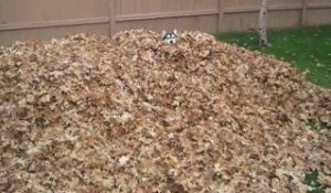 Un husky s'amuse comme un fou dans un tas de feuilles morte