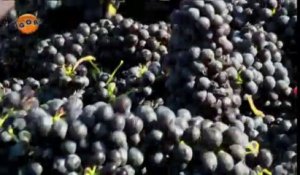 agoRA - Rhône-Alpes a-t-elle le vin en poupe ?