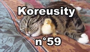 Koreusity n°59