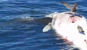 Des requins blancs mangent une baleine morte en Californie!!