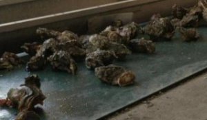 Atlantique: les huîtres de la côte touchées par un virus - 09/10