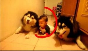 Un Malamute Qui Boude Apres Un Bain Sur Orange Videos