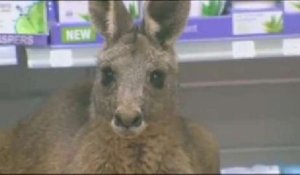 Un kangourou bloqué dans l'aéroport de Melbourne