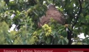 Relecq-Kerhuon (29). Un nid de frelons asiatiques découvert