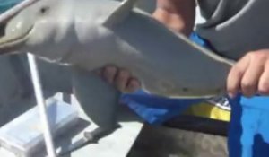 Un dauphin sauvé d'un sac en plastique