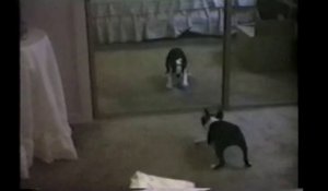 Bulldog français joue avec son reflet dans le miroir. FOU!