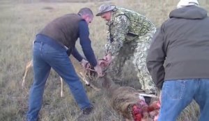 Attaque de Coyotes sur un cerf coincé dans les bois d'un autre cerf mort.