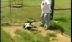 Fainting Goats - Chèvres d'évanouissements