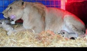 Naissance de 3 lionceaux à l'European Circus de Liège
