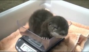 Un bébé loutre trop trop mignon!