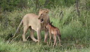 Une Lionne sauve un bébé Gnou de l'attaque d'un autre lion. Impressionnant!