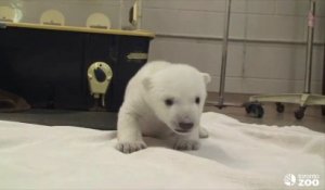 Un ourson polaire fait ses premiers pas au zoo de Toronto