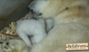 Naissance De Jumeaux Ours Polaire Au Zoo De Munich Sur Orange Videos