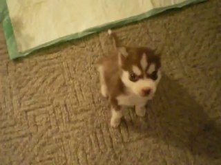 Un Bebe Chien Husky Le Plus Petit Chiot Jamais Vu Qui Obeit Deja Sur Orange Videos