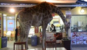 Une girafe dans un restaurant!! Voici le menu mademoiselle ahaha!!