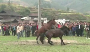 Chine : combats de chevaux controversés pour marquer le Nouvel An