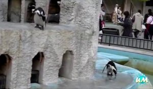 Des pingouins ridicules mais tellement drôle - Compilation Hilarante!