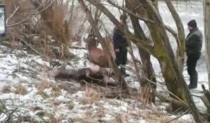 Deux cerfs sauvés d’une rivière gelée dans le nord-ouest de la Pologne