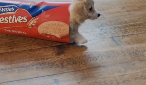 The Cutest Ad Ever Put on Television...McVitie's Puppy!!