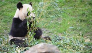 Panda au zoo de Beauval ( france )